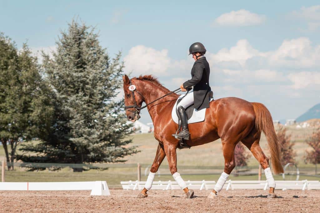 equestrian rider mounted atop horse