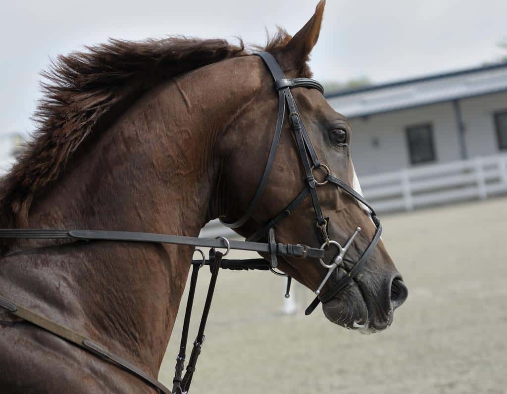 horse's head