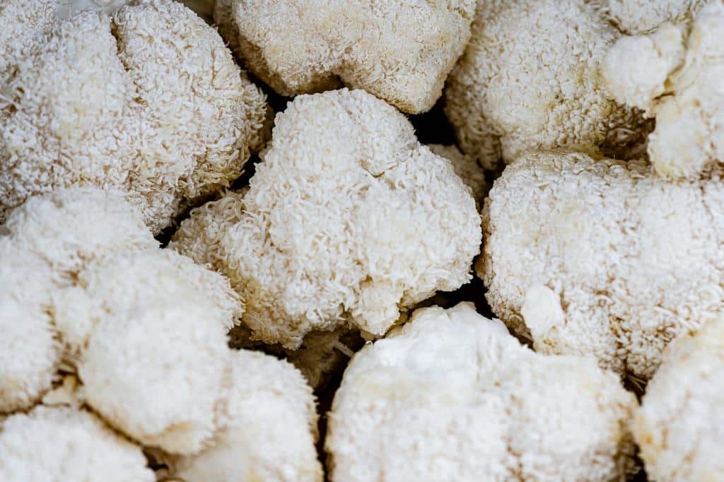 lion's mane mushrooms