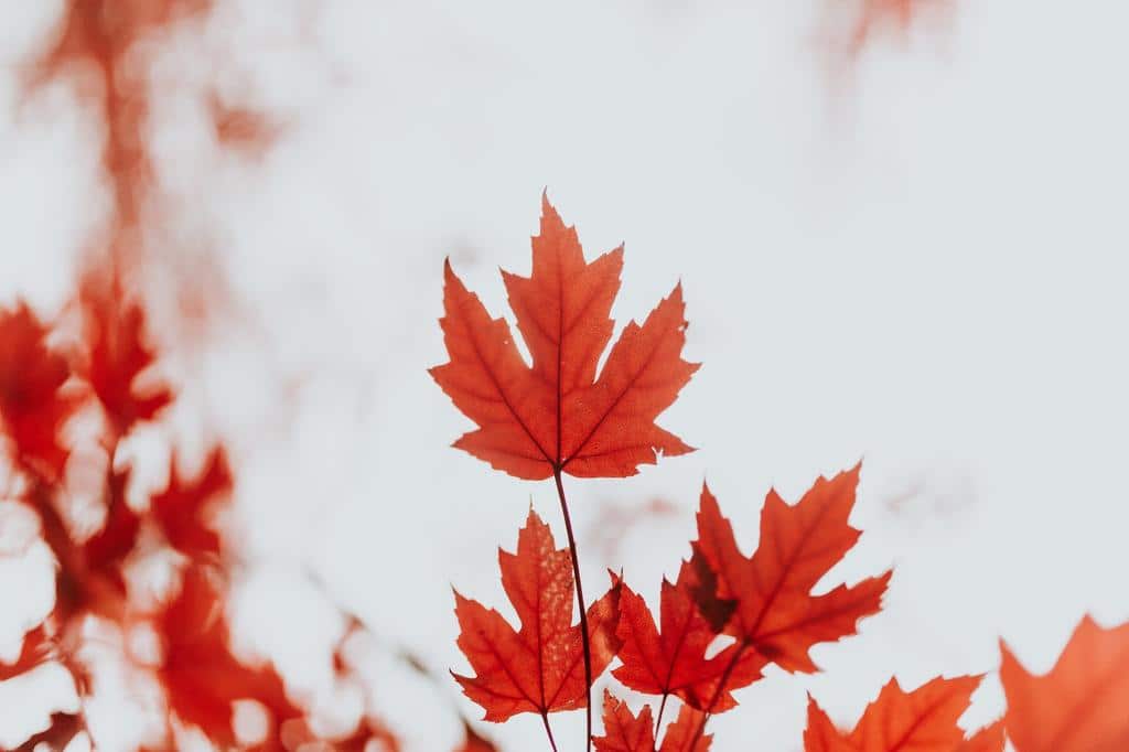 red maple leaf