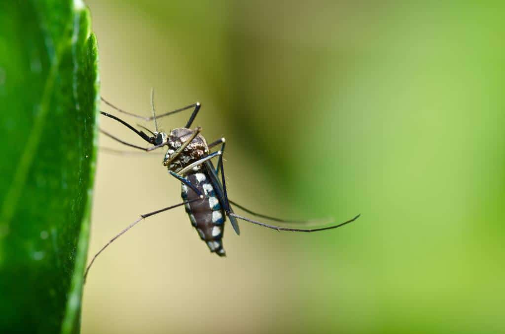 Surfactant Spray Offers Safe and Effective Solution for Mosquito Control without Insecticides
