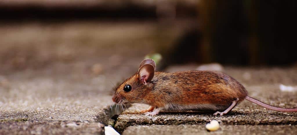 tiny mouse