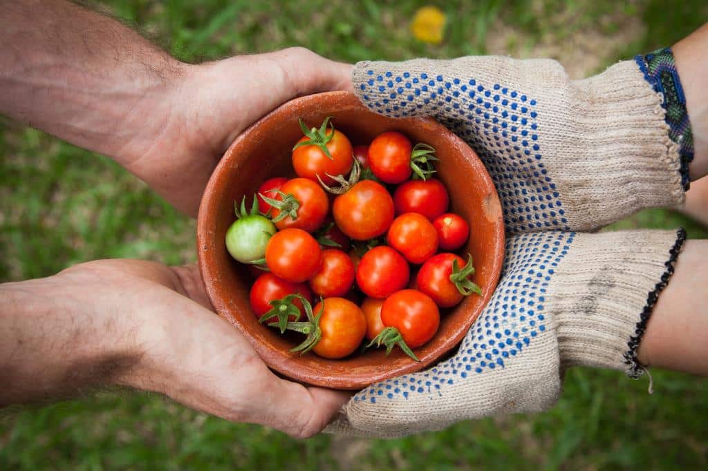 cherry tomatoes in a bowl