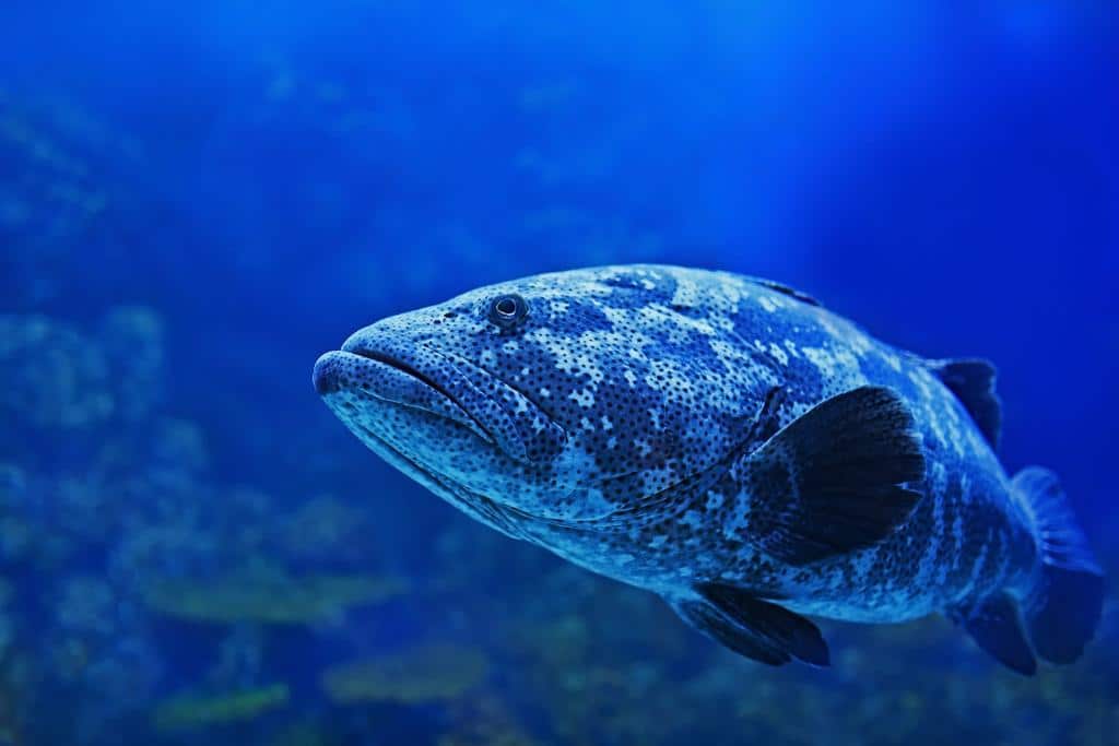 cod fish