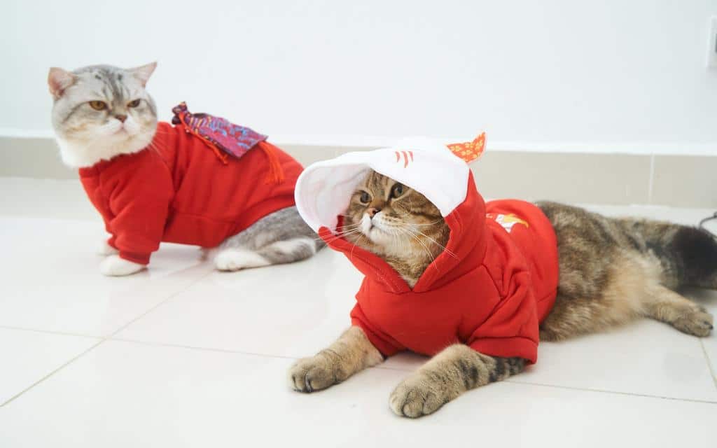 cats wearing clothing