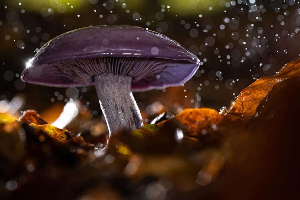 photography of purple Shiitake mushroom