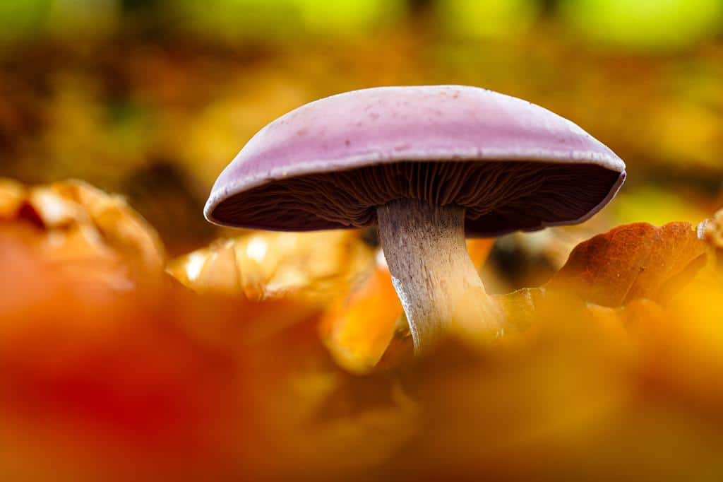 Understanding the Benefits of Medicinal Mushrooms