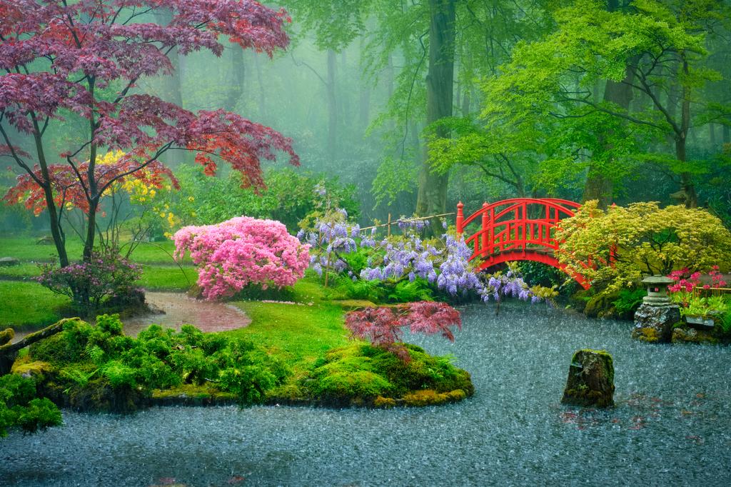 Creating Tranquil Havens: DIY Rain Gardens for Relaxation and Mitigation