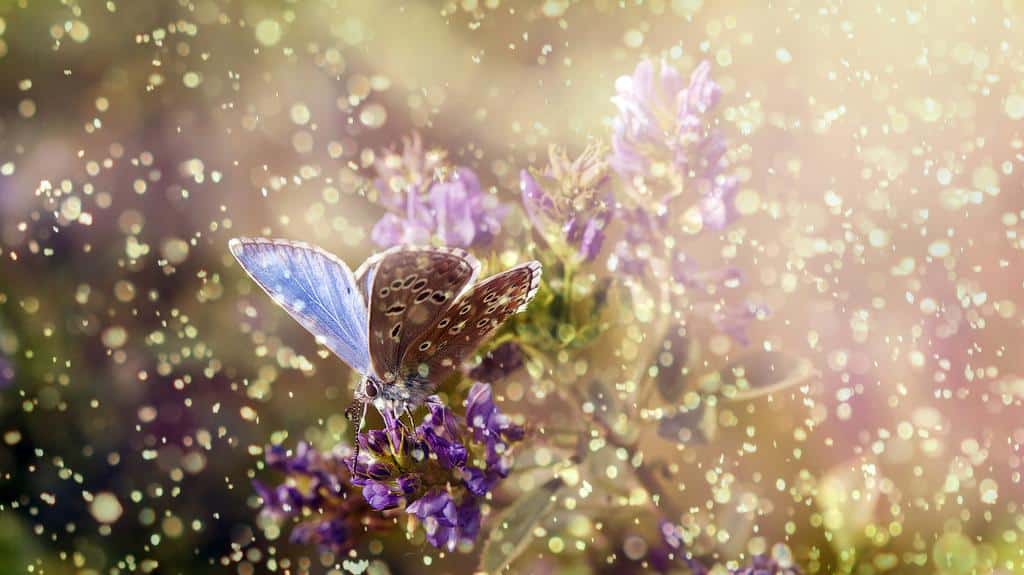 Creating Tranquil Havens: DIY Rain Gardens for Relaxation and Mitigation