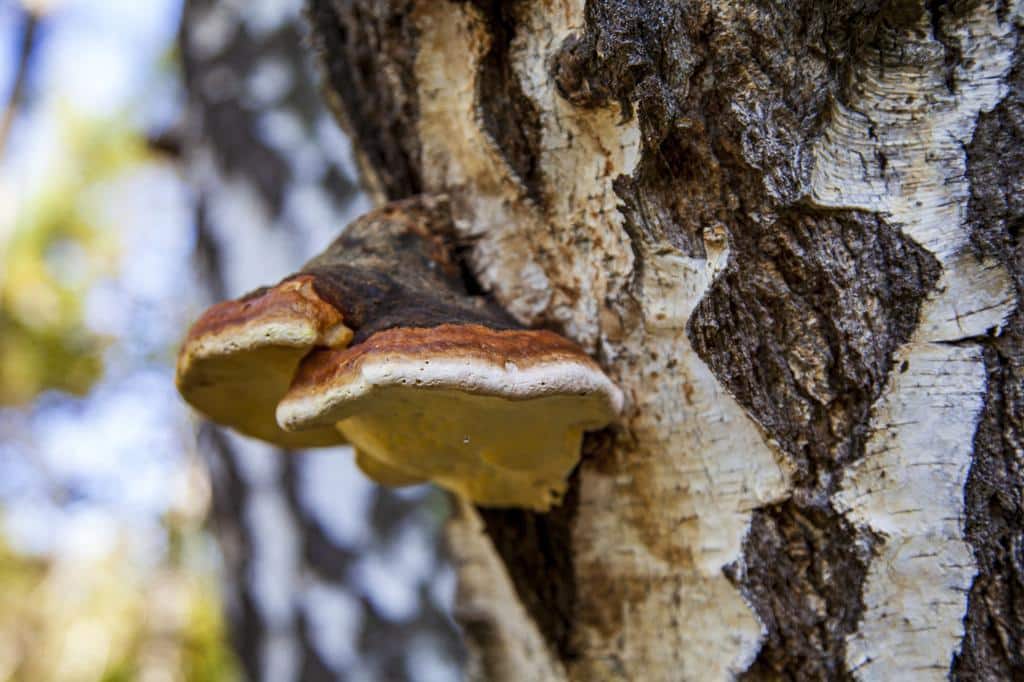 wild growing Chaga medicinal mushrooms