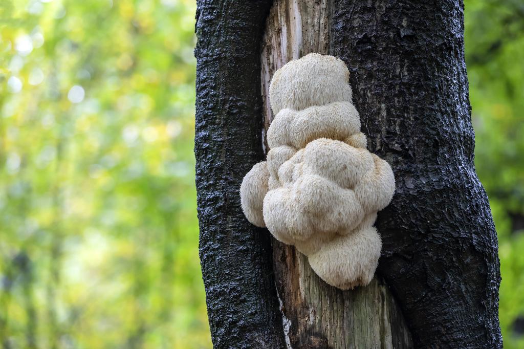 wild growing Lion's Mane medicinal mushrooms