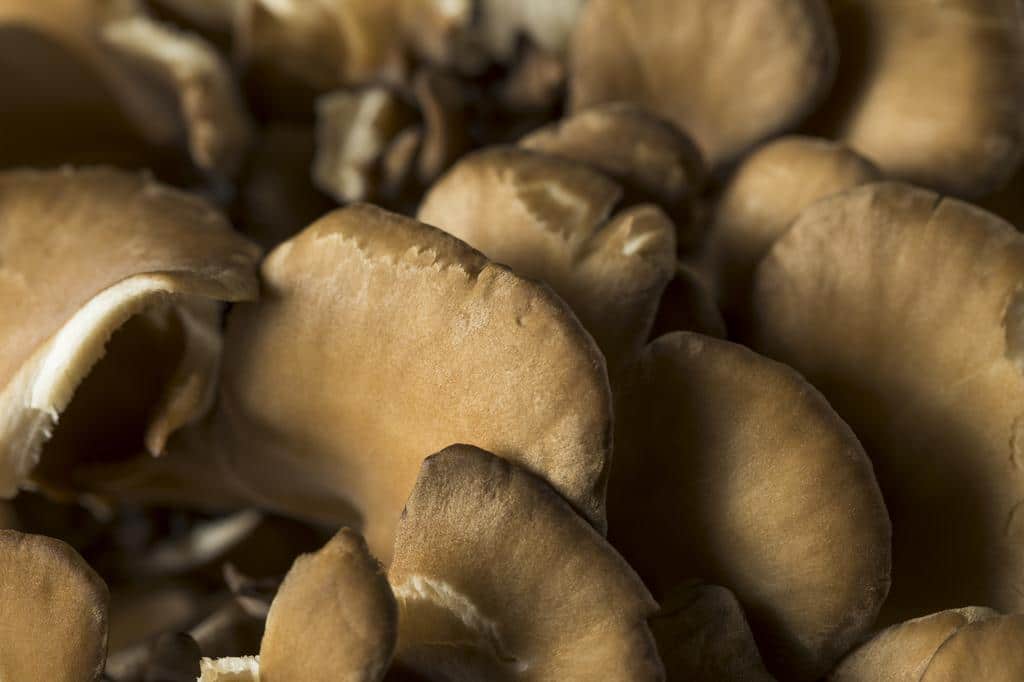 wild growing Maitake medicinal mushrooms