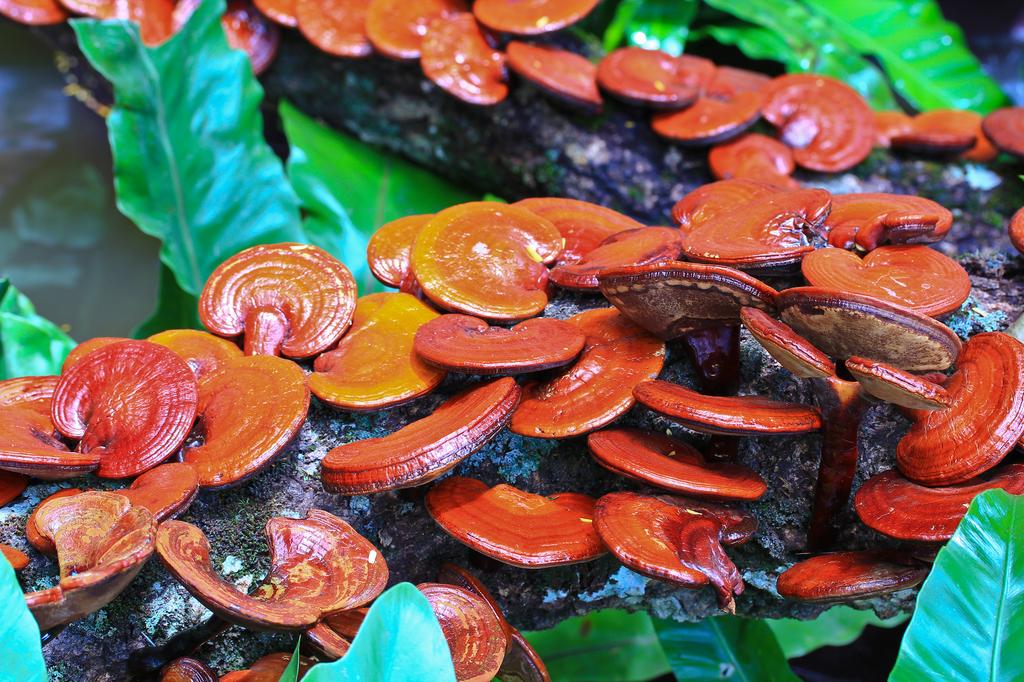 wild growing Reishi medicinal mushrooms