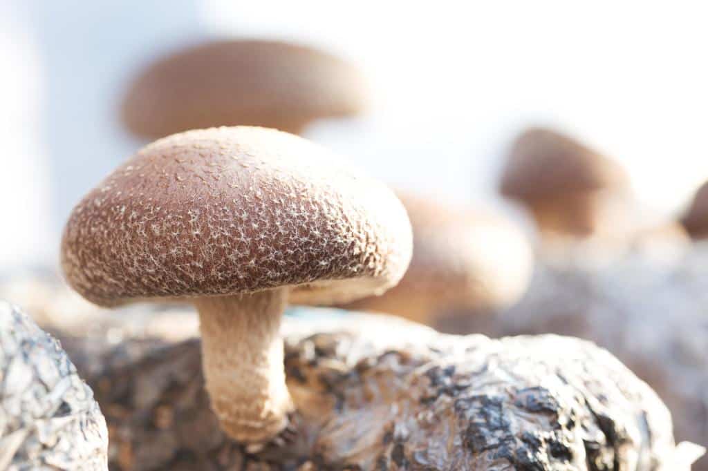 wild growing Shiitake medicinal mushrooms