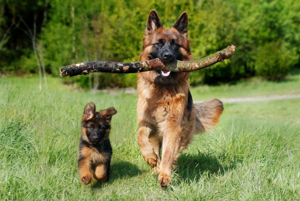 4 Incredible Benefits of DNA Testing for Dogs