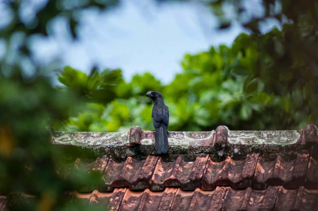 bird on top of a roof in need of repair