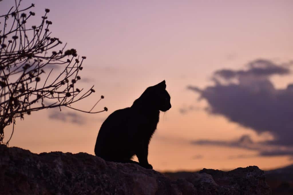 silhouette of a lone cat