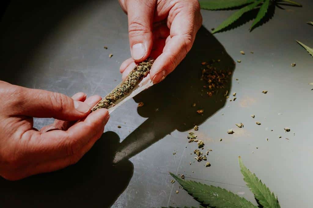 person rolling cannabis into joint
