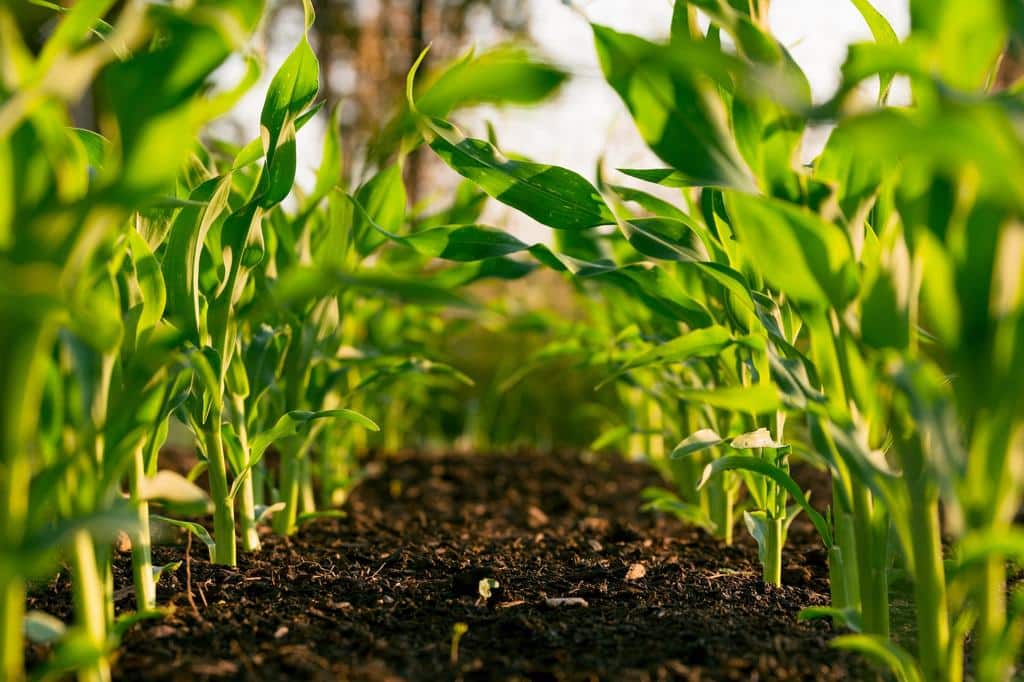 corn seedlings