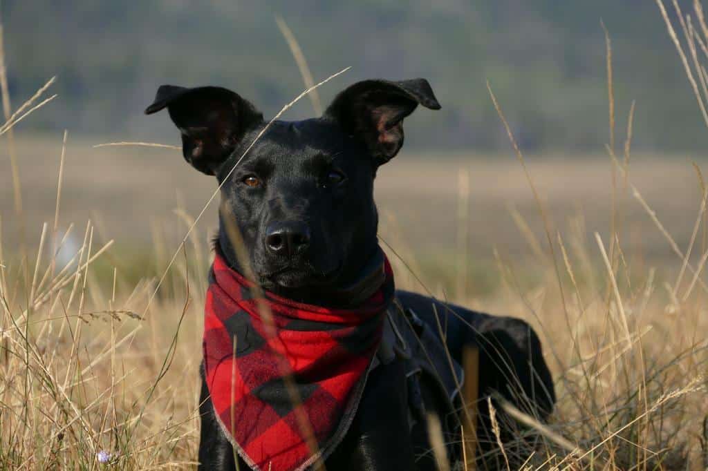 black dog wearing a custom red bandana