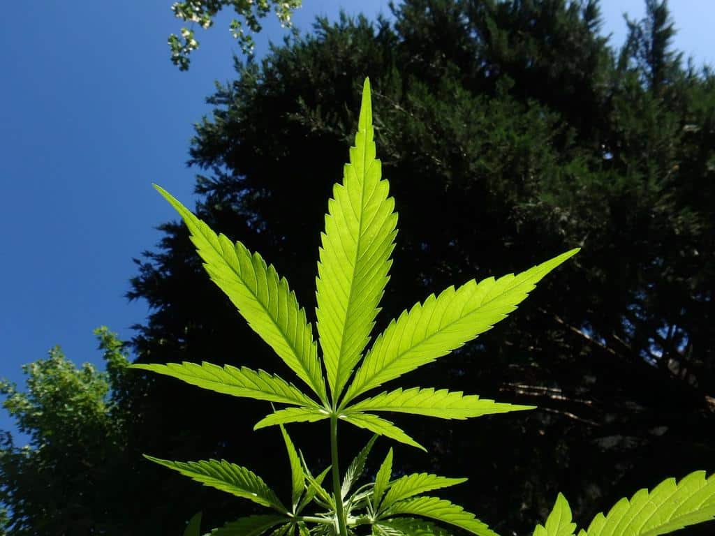 photography of a cannabis leaf against nature