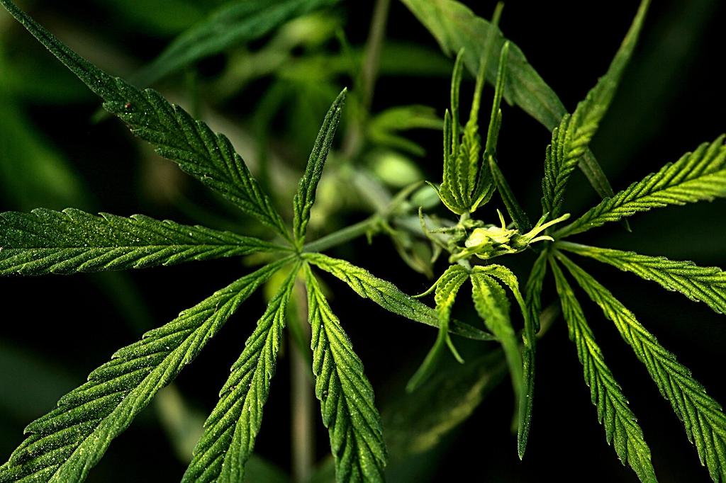 photography of multiple cannabis leaves
