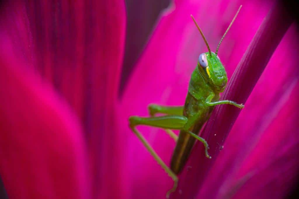 cricket inside of a flower