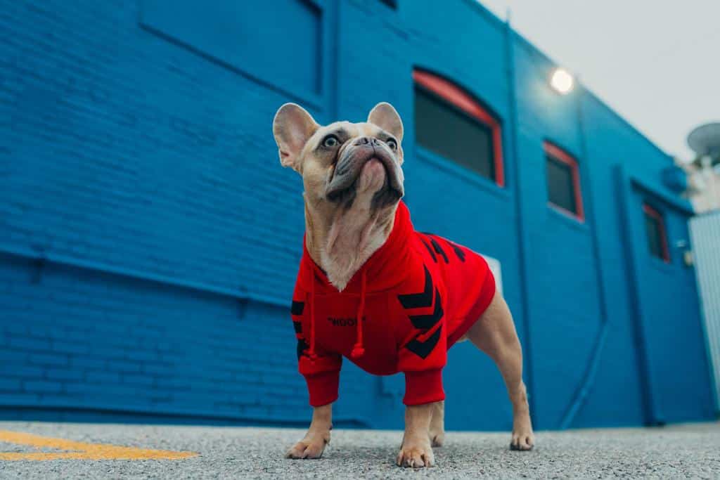 dog wearing red jumpsuit
