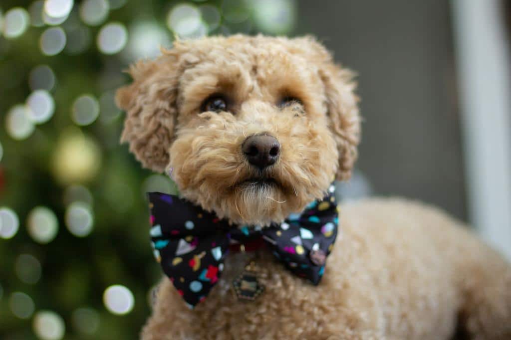 cute fluffy dog wearing a bowtie