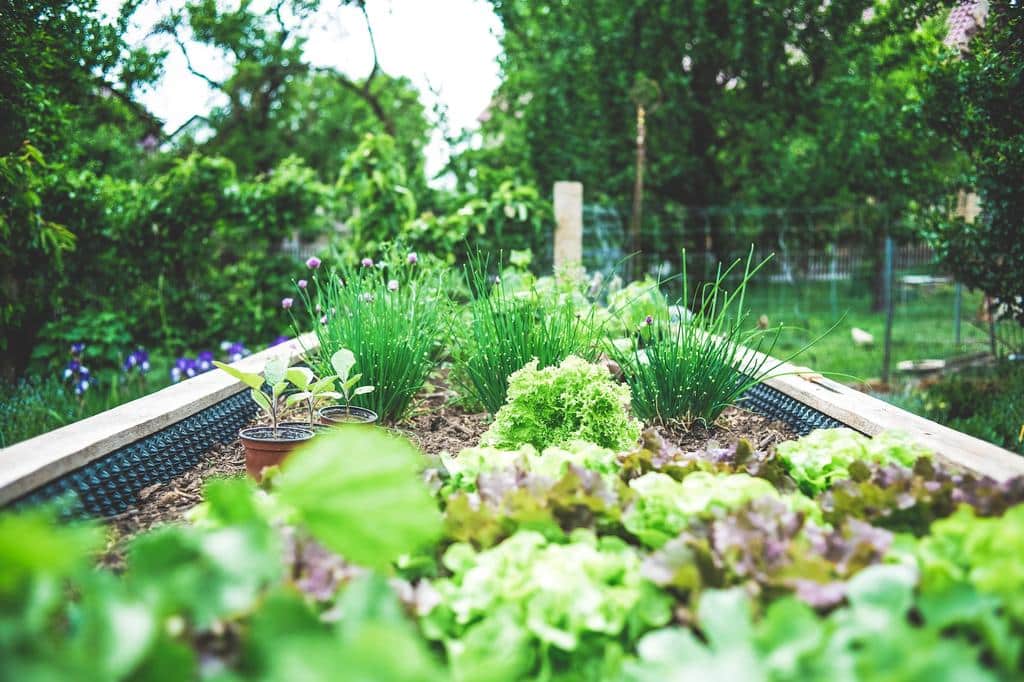 garden bed full of plants