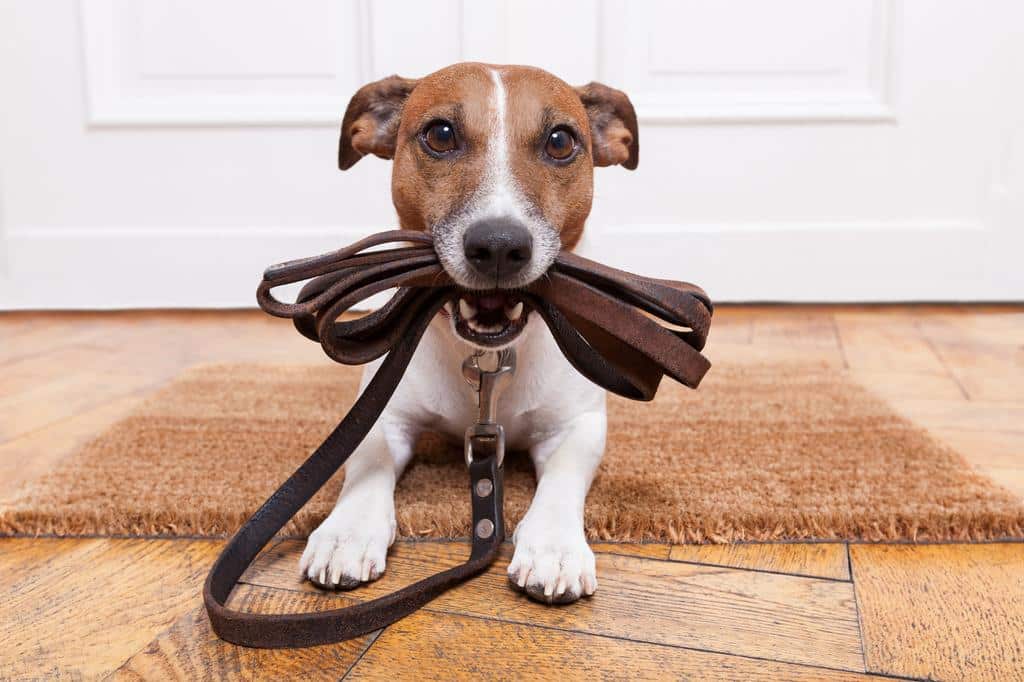 The Psychology Behind Canine Behavior: Understanding Boundaries and Training Needs