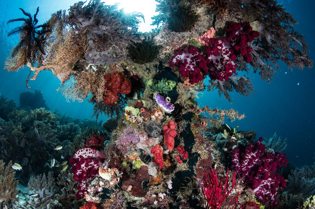 Marine biodiversity