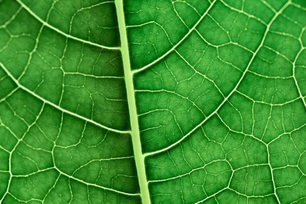 closeup of leaf