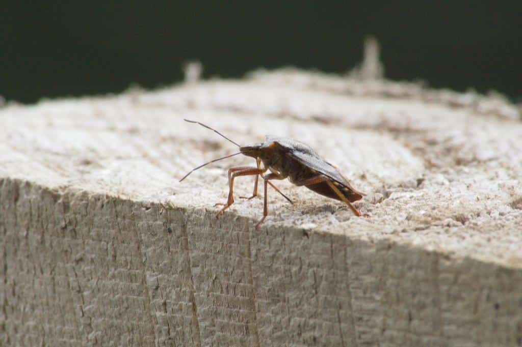 roach atop lumber