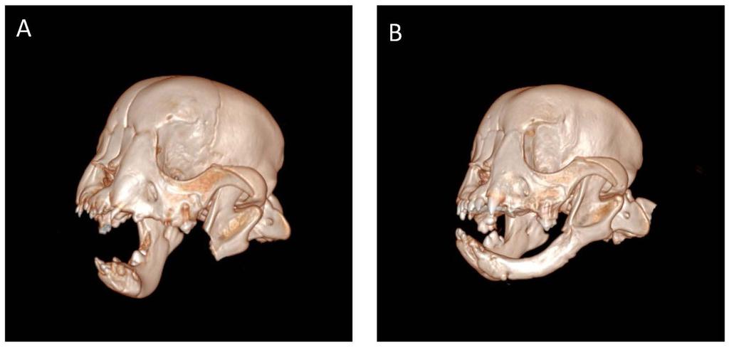 3D scans of Tyson's jaw
