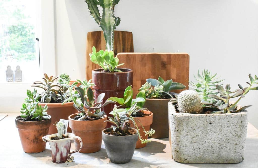 succulent houseplants