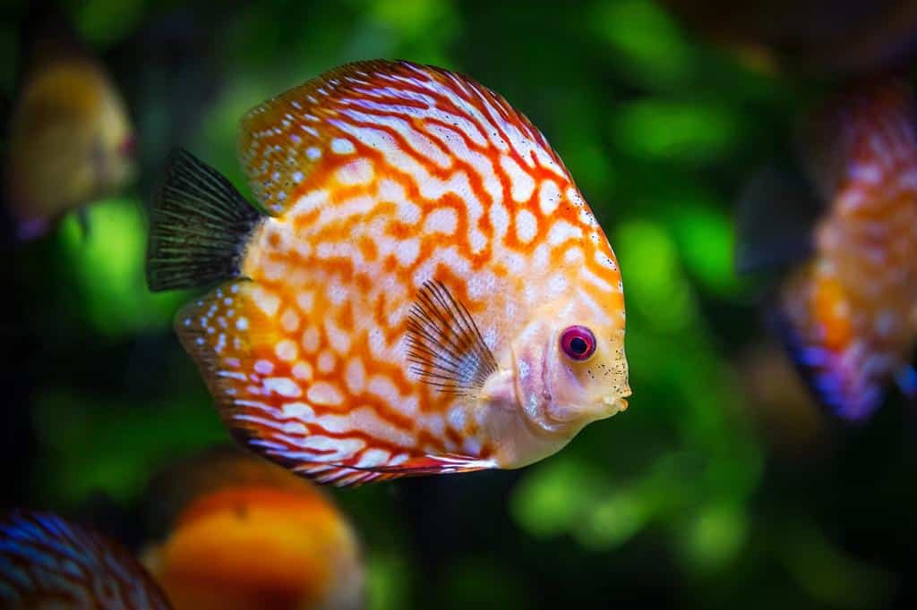 tropical fish in the ocean
