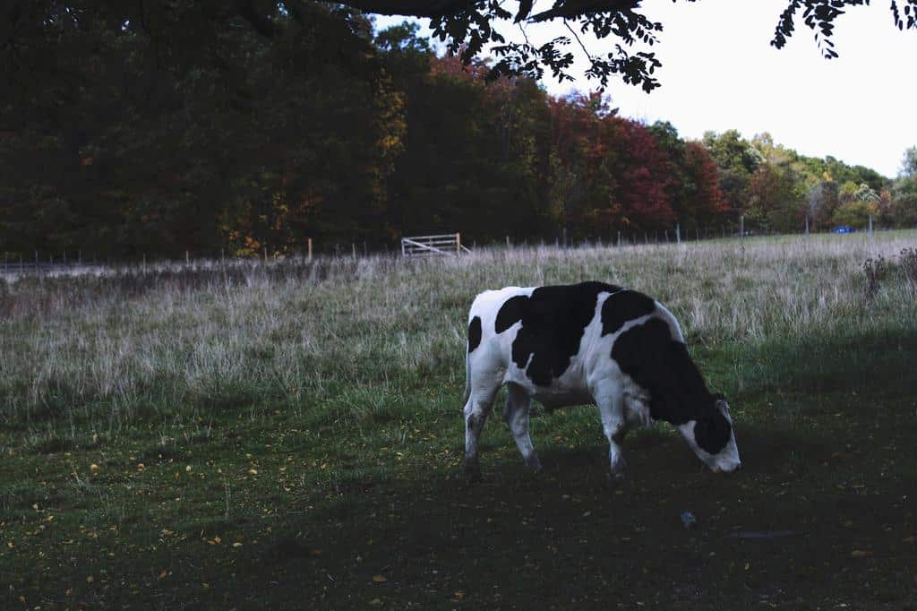 Cattle cow in field
