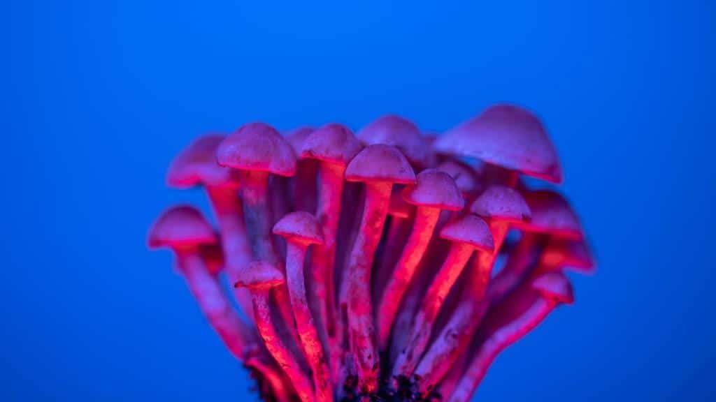Psilocybin magic mushrooms
