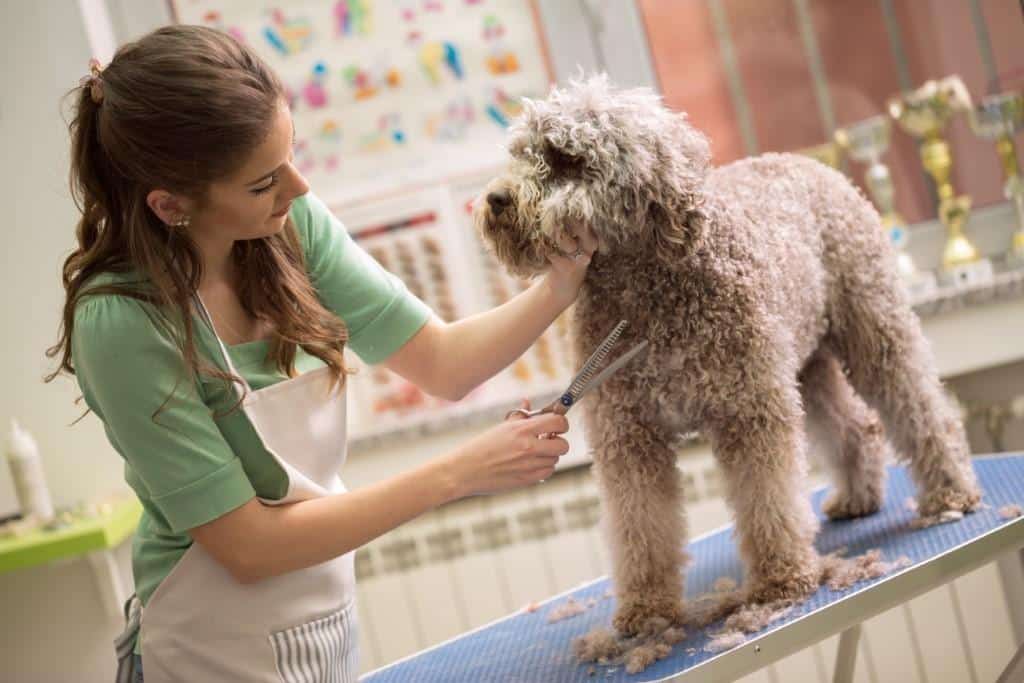 Regular dog grooming involves several essential tasks that should be part of your dog's routine.