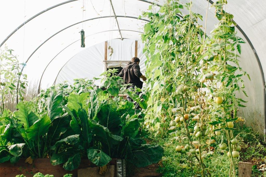 Understanding the financial aspects of your greenhouse operation is critical for long-term success.