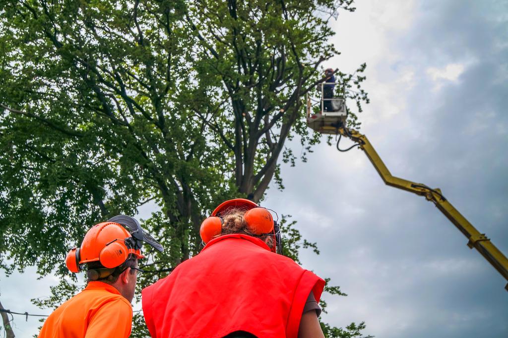 Arborist