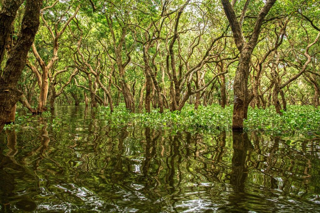 Mangroves serve several key ecological functions that are critical for sustaining coastal environments.