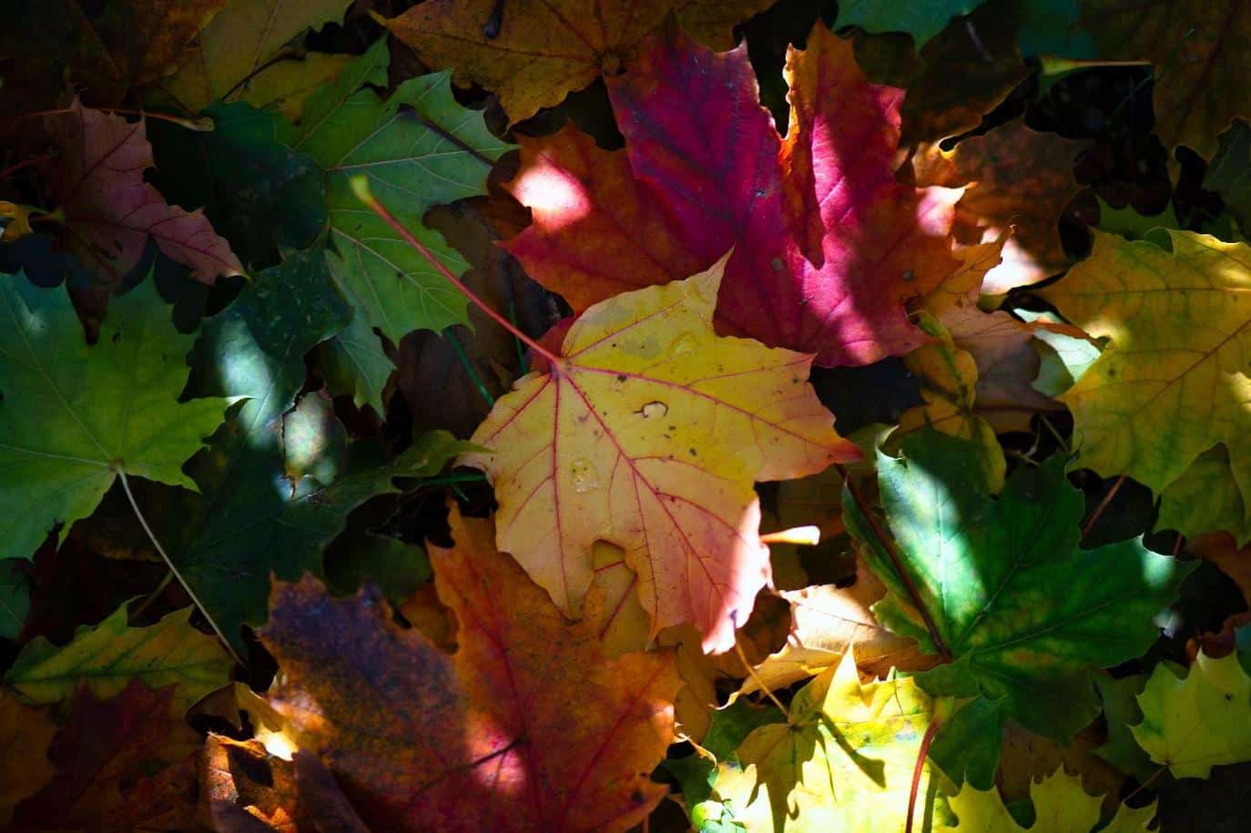 color autumn leaves