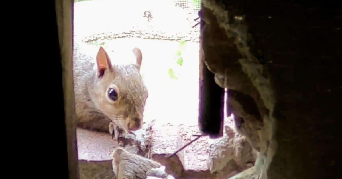 When squirrels invade your home, they can cause significant insulation damage that impacts your household's integrity and energy efficiency.