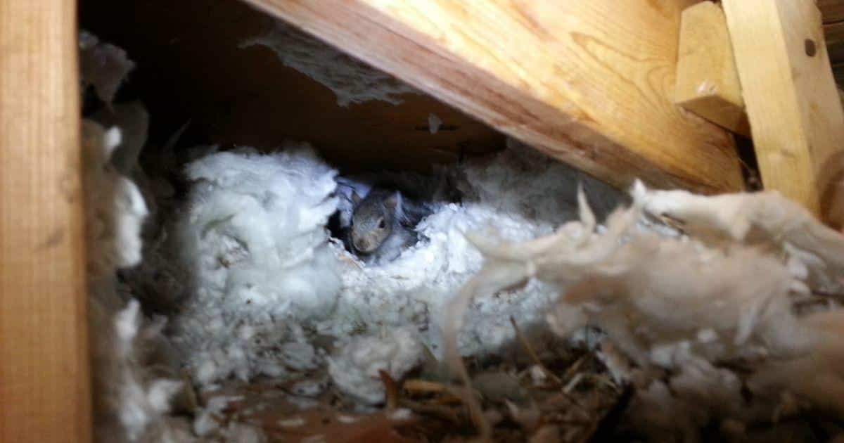 In locations like Plano, TX, squirrels often target insulation due to its warm and soft texture, which makes it ideal for nesting.