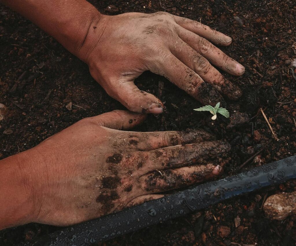 Cannabis plant