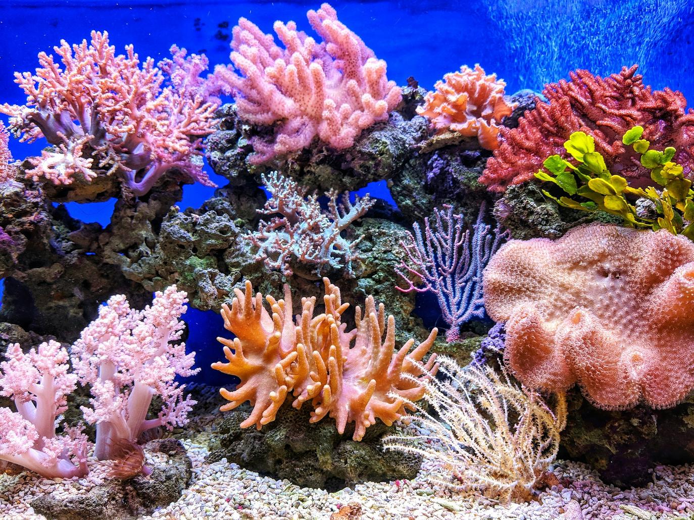 Coral aquaculture offers more than just practical restoration; it also provides a platform for scientific discovery.