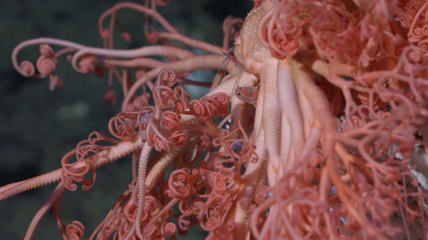 Unlike photosynthesis-based ecosystems at the surface, vent ecosystems rely entirely on this deep-sea energy source.