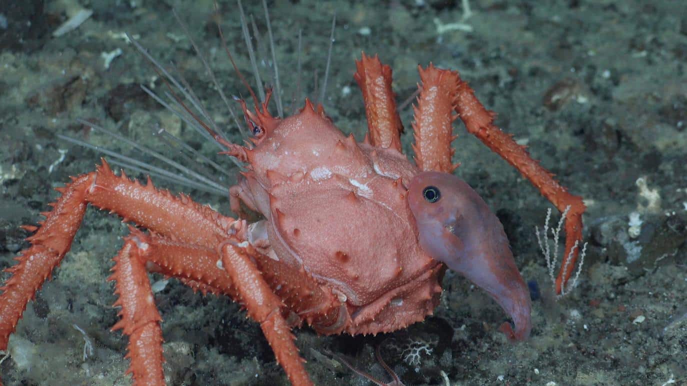 The coral gardens and vent ecosystems near the South Sandwich Islands lie within a region that, while partially designated as a Marine Protected Area, lacks sufficient monitoring and enforcement.